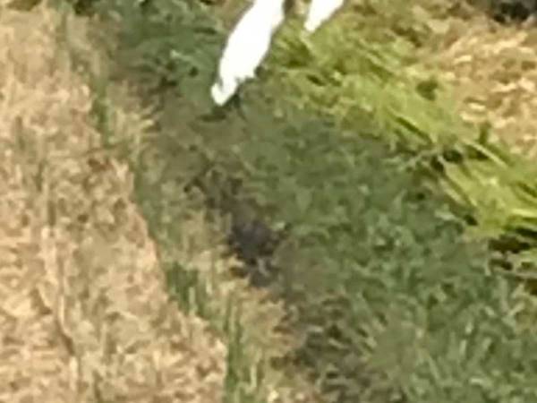 住民がサギグループに囲まれた！　その正体に「目をつけられてる」「逃げられそうもない」