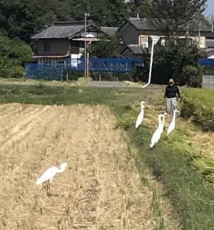 住民がサギグループに囲まれた！　その正体に「目をつけられてる」「逃げられそうもない」