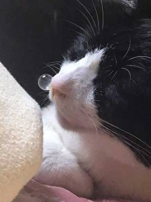 海外からも驚きの声　「芸術点が高い猫」に、２５万超『いいね』