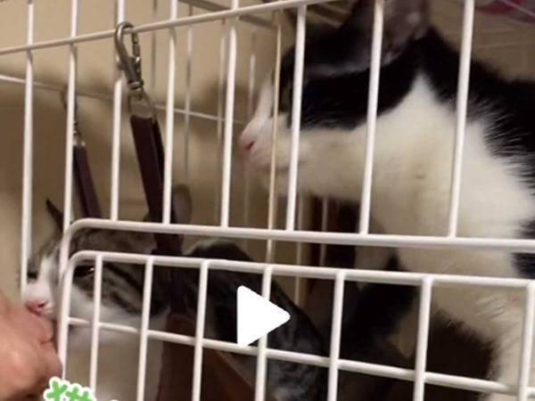 面白すぎる食事風景　２匹の猫がどちらもいっぱい食べようと？