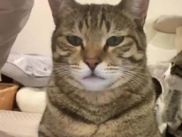 真面目な顔をしている猫だが？　背後の光景に「シュールすぎる」「どんな状況！？」