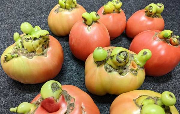 こんなトマト見たことない　独特の形に「鳥肌立った」