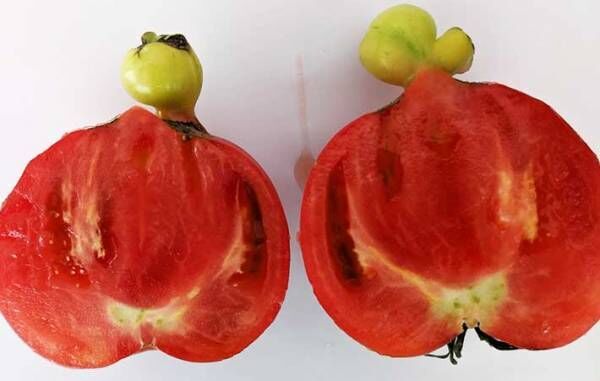 こんなトマト見たことない　独特の形に「鳥肌立った」