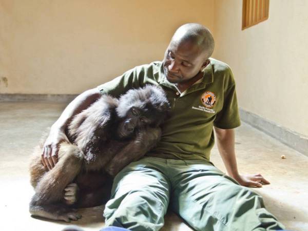 最後までそばにいるよ　自撮りで有名になったゴリラ　親友の腕の中で旅立つ