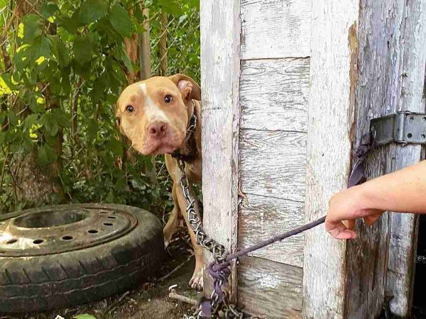 見知らぬ人の庭につながれていた子犬　首を見ると…　「なんてひどいことを」