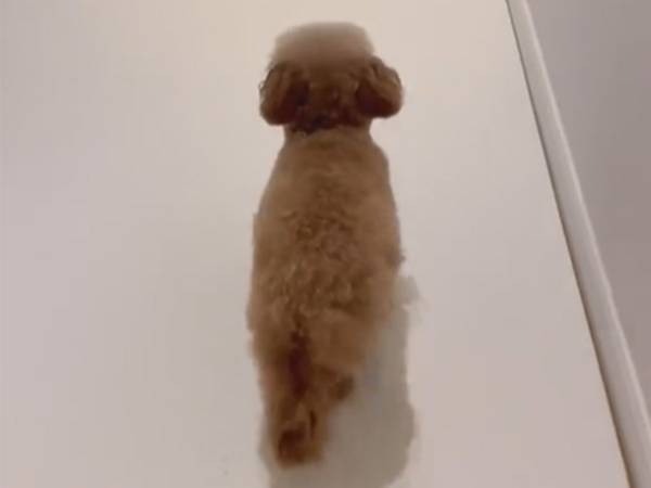 賢くて、かわいすぎる！　トイプードルが一直線に向かった先は？