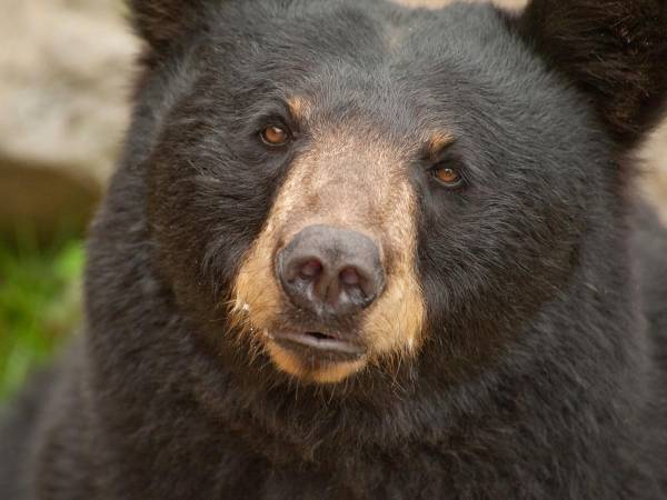 雪山で拾ったGoProにクマが映っていて…？　「すごい映像！」「かわいい」