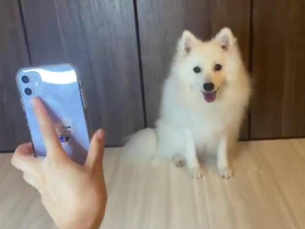 『賢すぎる日本スピッツ』に３８万人が驚愕！　「中に人いる！？」「俺より賢い」