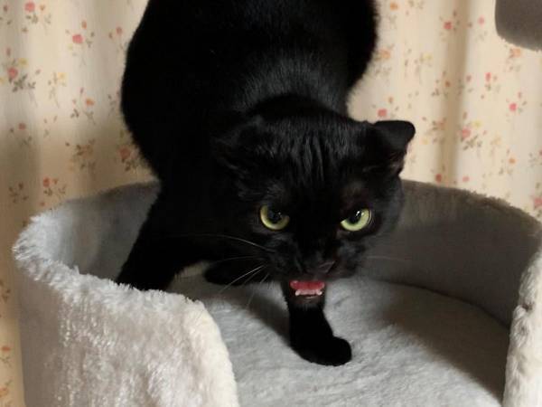 捨て猫を救助した女性　実家の猫の反応に「笑った」「最高の表情」