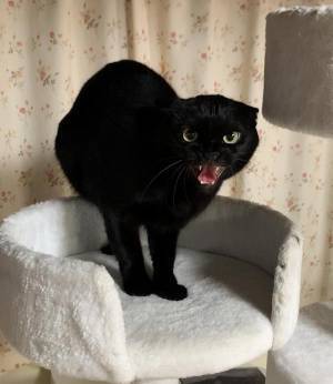 捨て猫を救助した女性　実家の猫の反応に「笑った」「最高の表情」