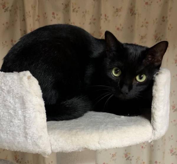 捨て猫を救助した女性　実家の猫の反応に「笑った」「最高の表情」