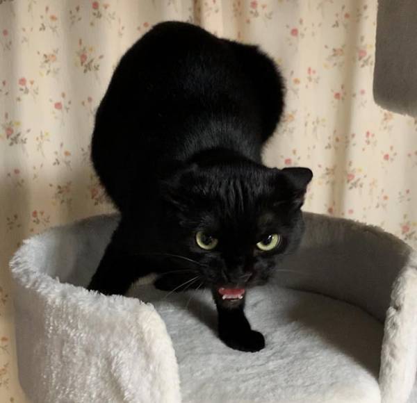 捨て猫を救助した女性　実家の猫の反応に「笑った」「最高の表情」