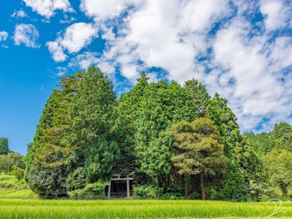 まるでトトロの世界！「ジブリな森の神社にトトロを探しに行ってきた」