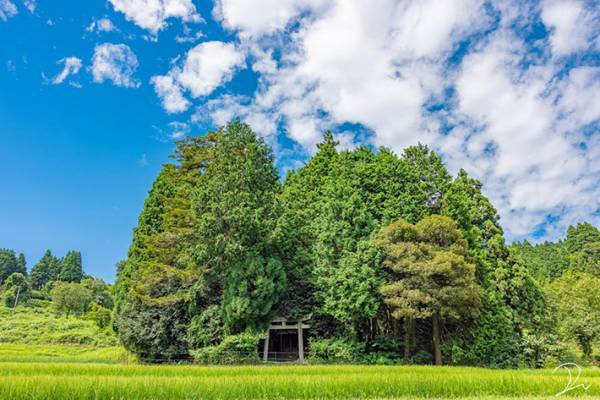 まるでトトロの世界！「ジブリな森の神社にトトロを探しに行ってきた」