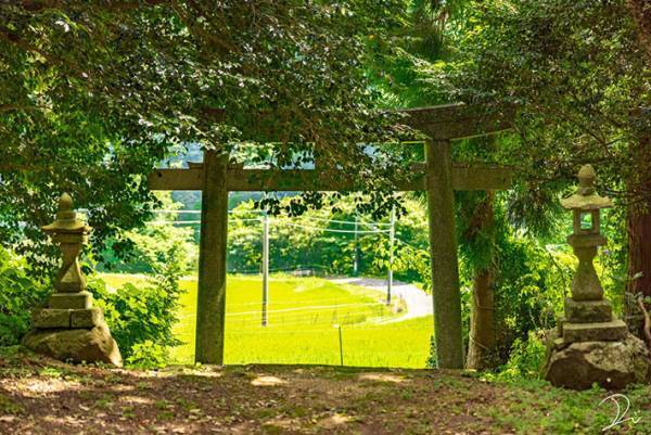 まるでトトロの世界！「ジブリな森の神社にトトロを探しに行ってきた」