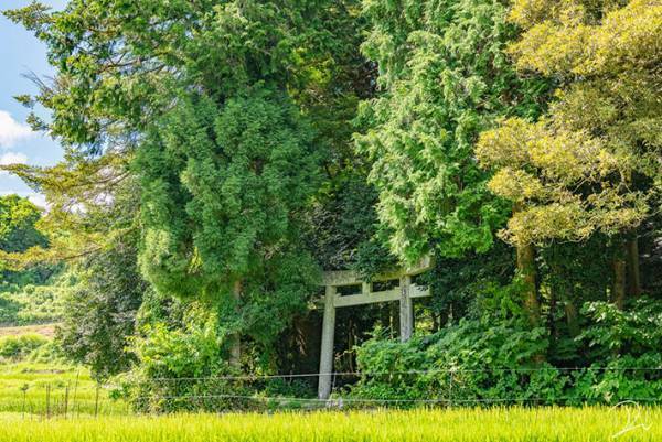 まるでトトロの世界！「ジブリな森の神社にトトロを探しに行ってきた」