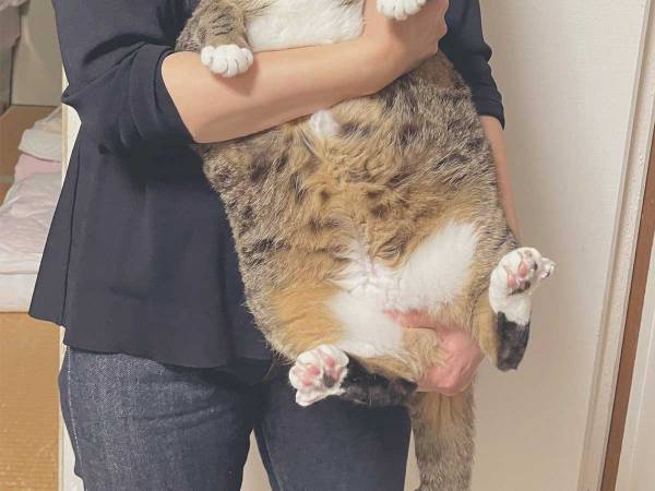 実家の猫を写した『２枚』にジワる　「表情に笑った」「我が家にもいます」