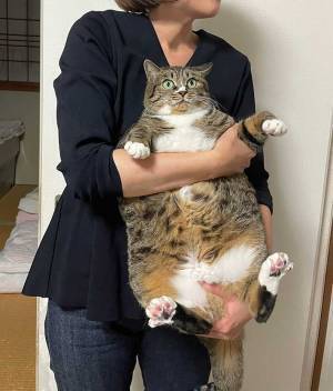 実家の猫を写した『２枚』にジワる　「表情に笑った」「我が家にもいます」