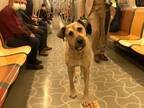 電車の中に野良犬が？ それを見た人々の反応は…「平和な世界」