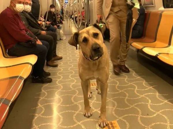 電車の中に野良犬が？ それを見た人々の反応は…「平和な世界」