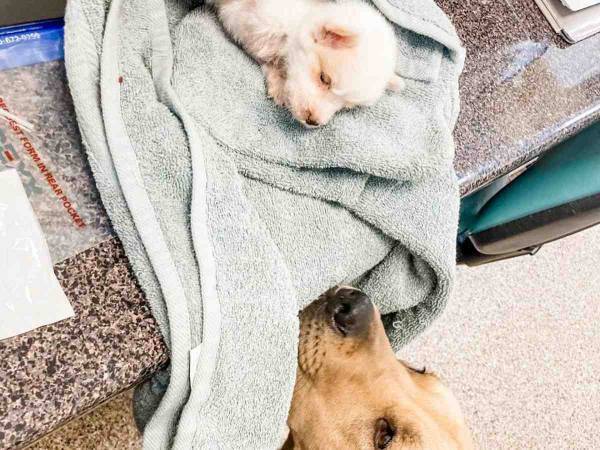 命の火が消えかけた子犬を心配そうに見つめているのは…？　「涙が出た」