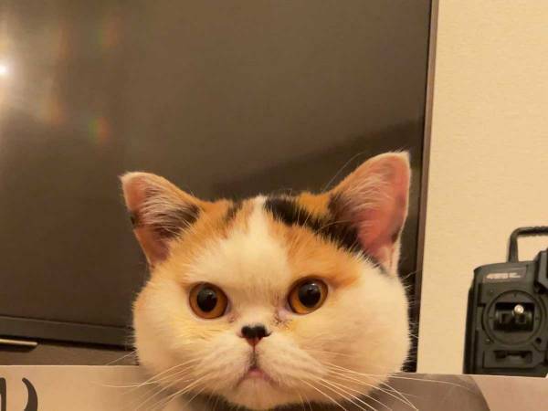 「フィットしすぎ！」パーフェクトボディを手に入れた猫がこちらです