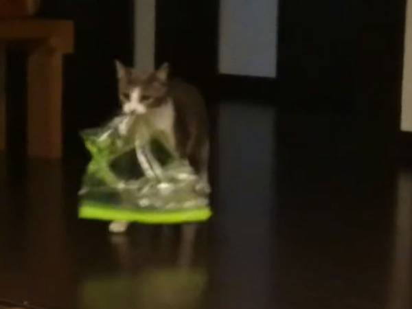 飼い主にいたずらをしかけた猫　その内容に「初めて見た！」