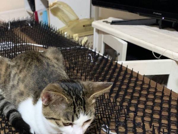 見よ、これが猫除けマットの力だ！　写真に「強すぎる」「あるある！」