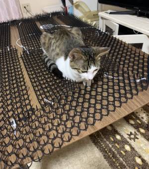 見よ、これが猫除けマットの力だ！　写真に「強すぎる」「あるある！」