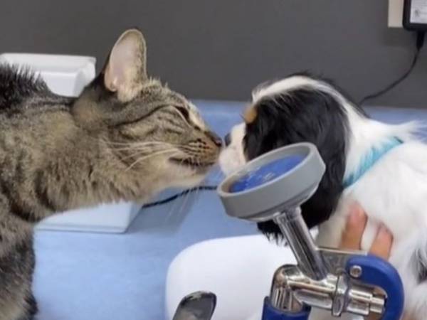 「具合はどうかニャ？」　動物病院で患者の様子を見ているのは…？