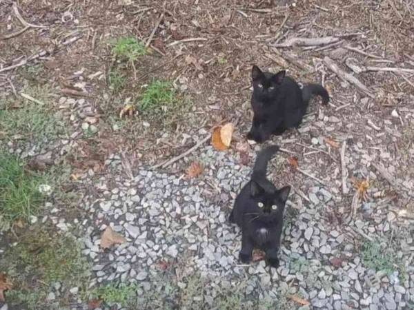 『この写真に４匹の猫がいます』　多くの人がとまどった１枚がこちらです