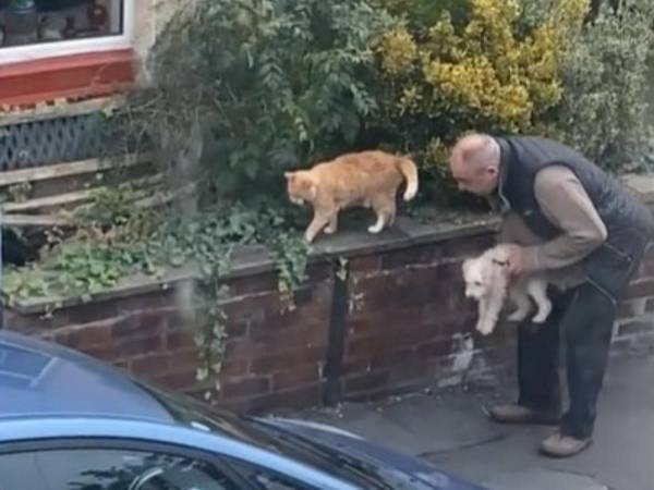 子犬の散歩中に猫と遭遇して、愛犬を抱き上げた男性　その理由ににっこり