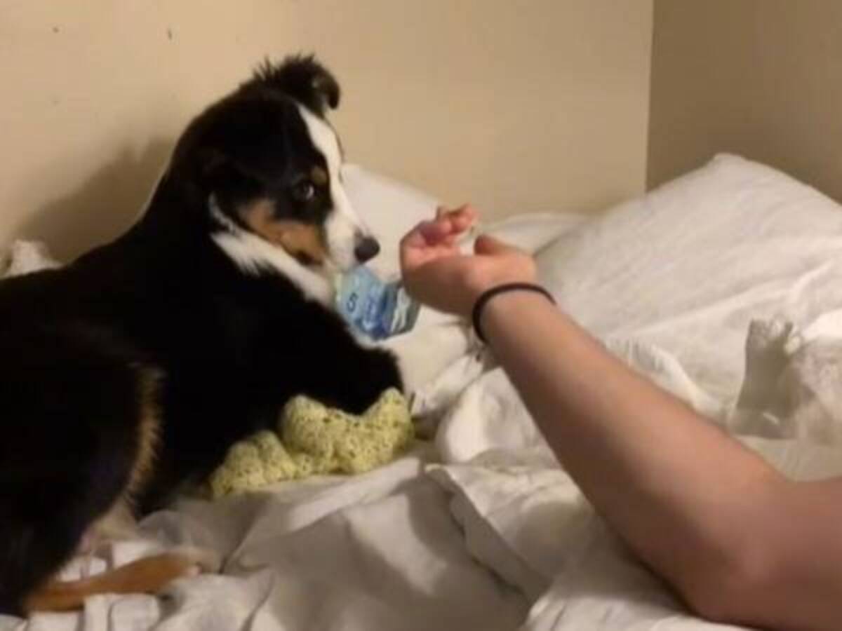 この犬の勝ち 吠えるのをやめない子犬にお金を渡したら 大笑いした 21年10月日 ウーマンエキサイト 1 2