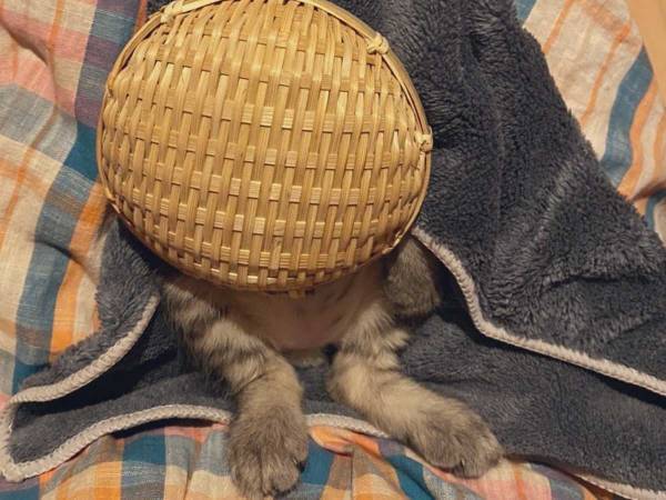 飼い主が公開した１枚の写真　眠っている子猫のかっこうに悶絶！