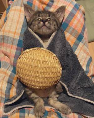 飼い主が公開した１枚の写真　眠っている子猫のかっこうに悶絶！