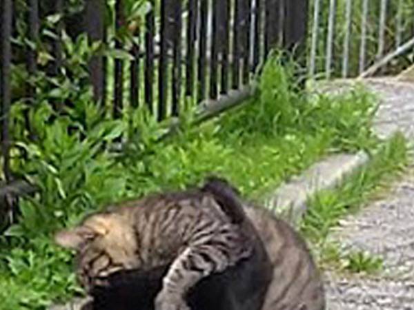 路上で目撃した２匹の猫を見ていたら…　まさかの瞬間に「よく撮れた１枚だ！」