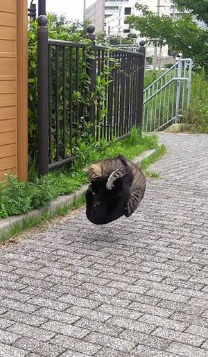 路上で目撃した２匹の猫を見ていたら…　まさかの瞬間に「よく撮れた１枚だ！」