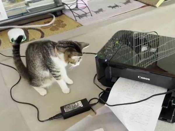 プリンターにビビリすぎな子猫　１００点の反応に「めっちゃ笑った」「腹が痛い」