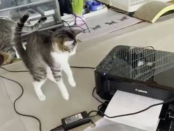 プリンターにビビリすぎな子猫　１００点の反応に「めっちゃ笑った」「腹が痛い」