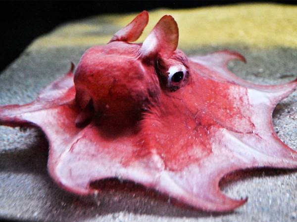 のびのびと泳ぐメンダコ　しかし、その後…？