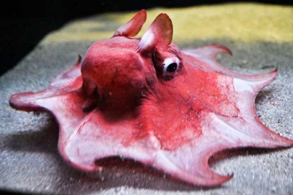 のびのびと泳ぐメンダコ　しかし、その後…？