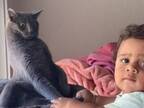 初めて赤ちゃんを見た猫のリアクションに爆笑　「面白すぎる」「完璧」