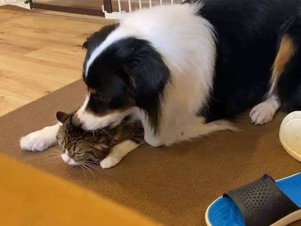 猫にスキンシップを拒否された犬が？　反応に「愛を感じる」「最高の悶絶動画」