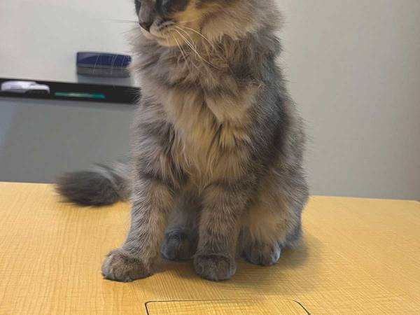 打ち合わせで会社を訪れたら…？　登場した接待係に、胸がきゅうん