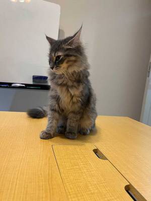 打ち合わせで会社を訪れたら…？　登場した接待係に、胸がきゅうん