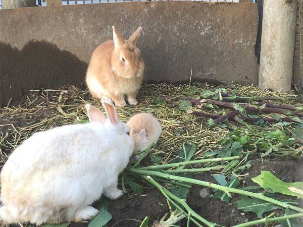 お父さんに近寄る赤ちゃんウサギが…？　撮影された『４枚』をお楽しみください