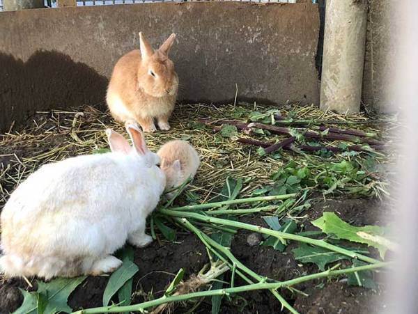 お父さんに近寄る赤ちゃんウサギが…？　撮影された『４枚』をお楽しみください