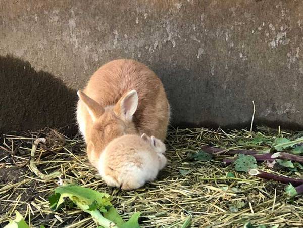 お父さんに近寄る赤ちゃんウサギが…？　撮影された『４枚』をお楽しみください