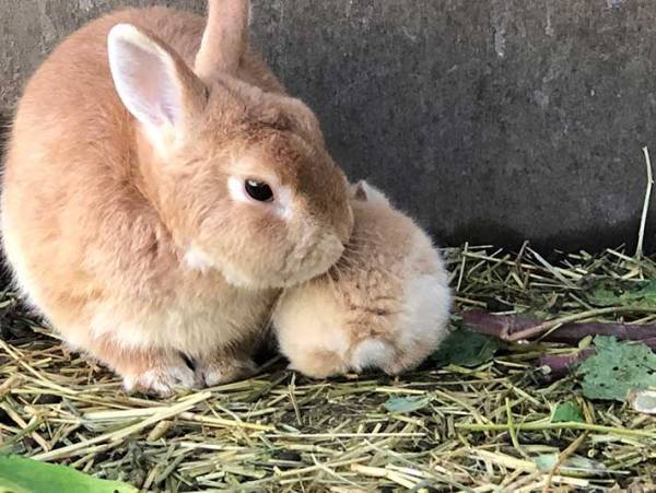 お父さんに近寄る赤ちゃんウサギが…？　撮影された『４枚』をお楽しみください