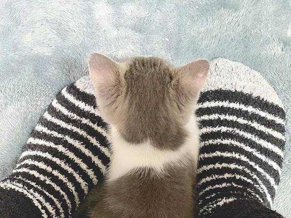 猫を迎えた２日後…撮影された『２枚』に、胸がジーン